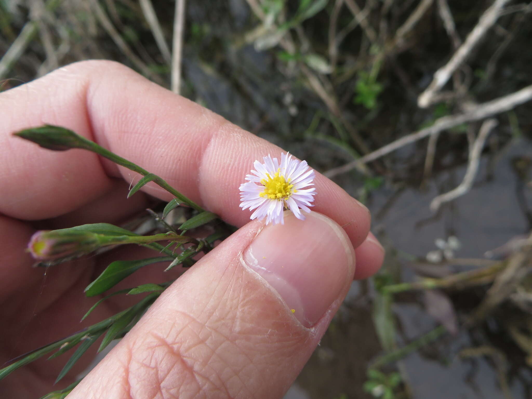Image of Island American-Aster
