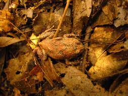 Image of Cycloramphus bolitoglossus (Werner 1897)