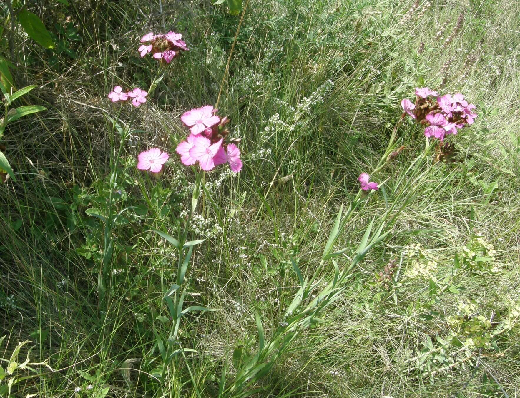 Image of Dianthus membranaceus Borbás