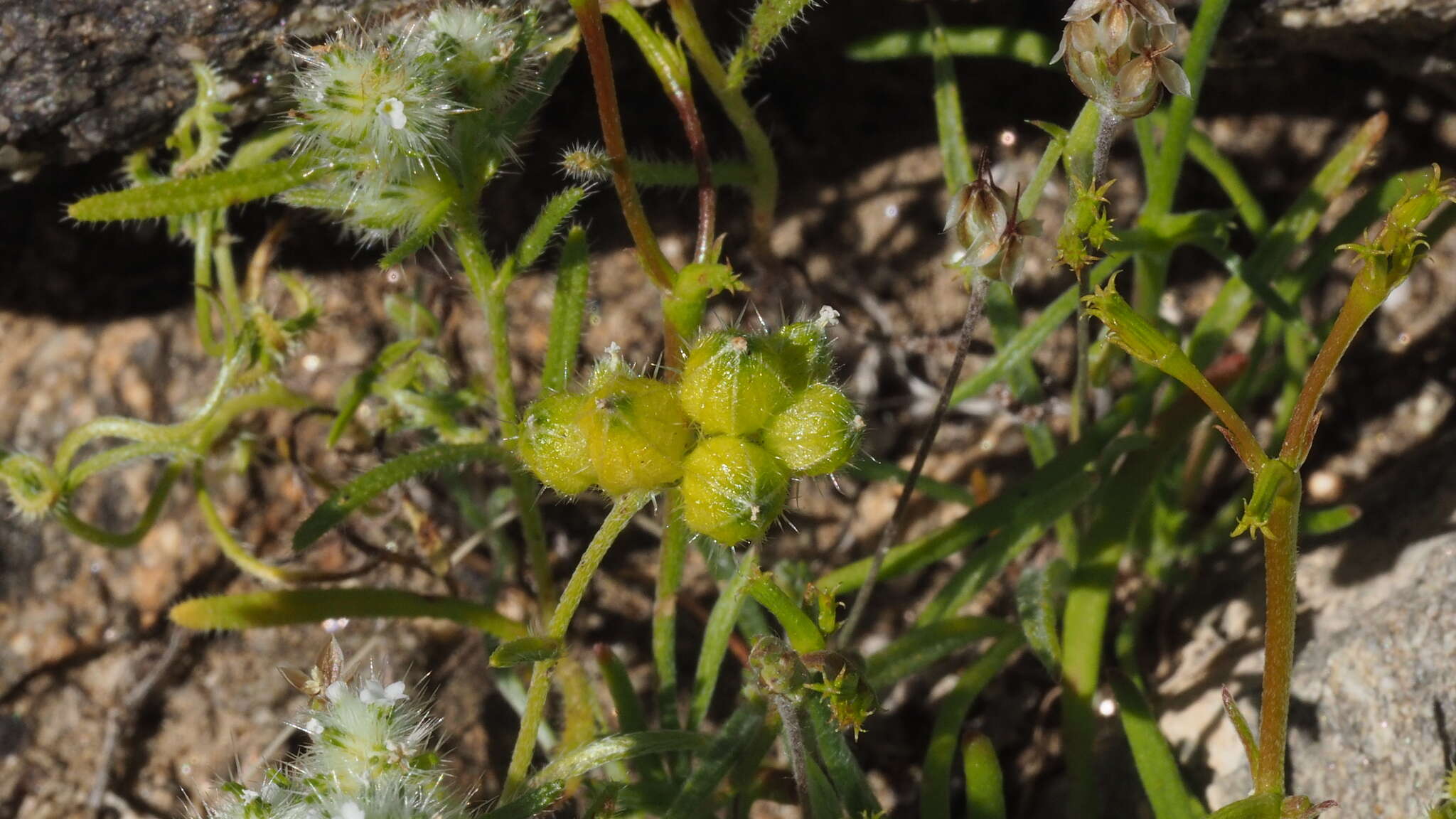 Plancia ëd Cryptantha pterocarya var. cycloptera (Greene) J. F. Macbr.