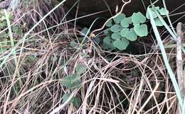 Image of Ceropegia decidua subsp. pretoriensis R. A. Dyer