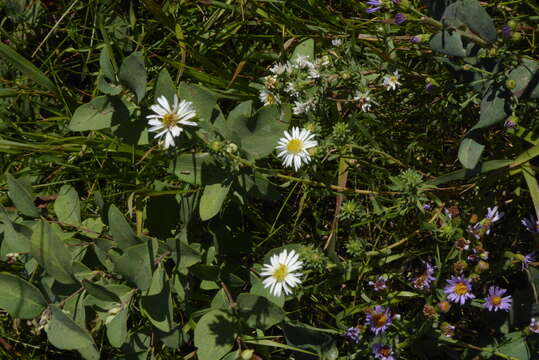 Image of white prairie aster