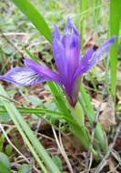 Image of Iris uniflora Pall. ex Link