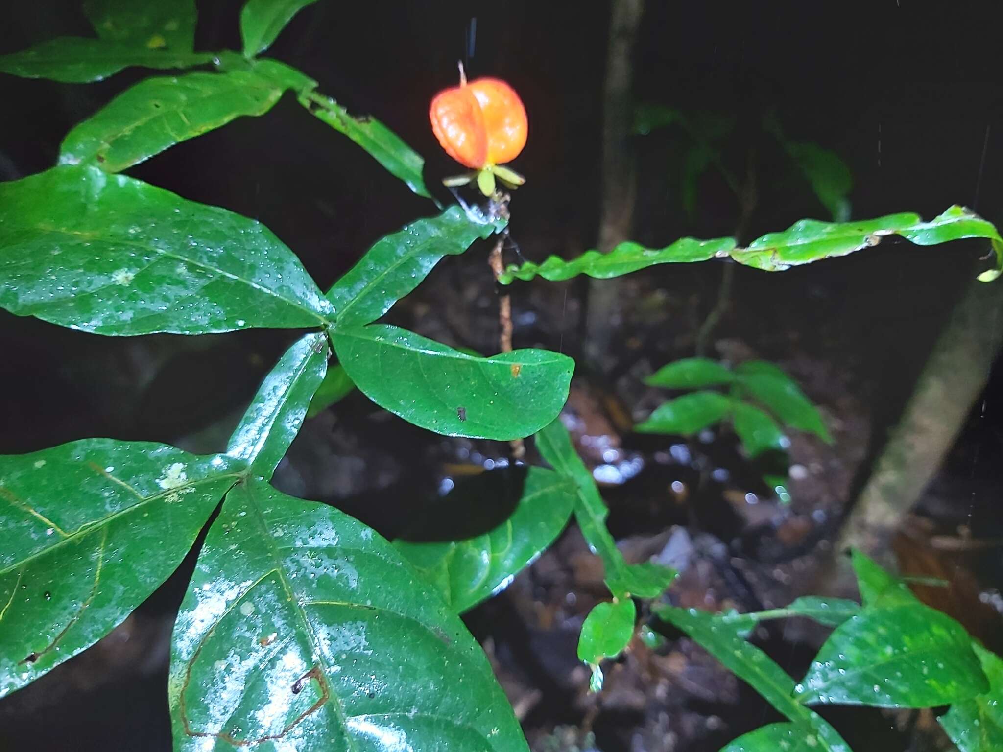 Image of Harpullia frutescens F. M. Bailey