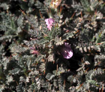 Imagem de Astragalus cruentiflorus Boiss.