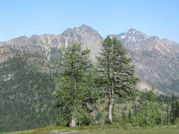 Image of Alpine Larch