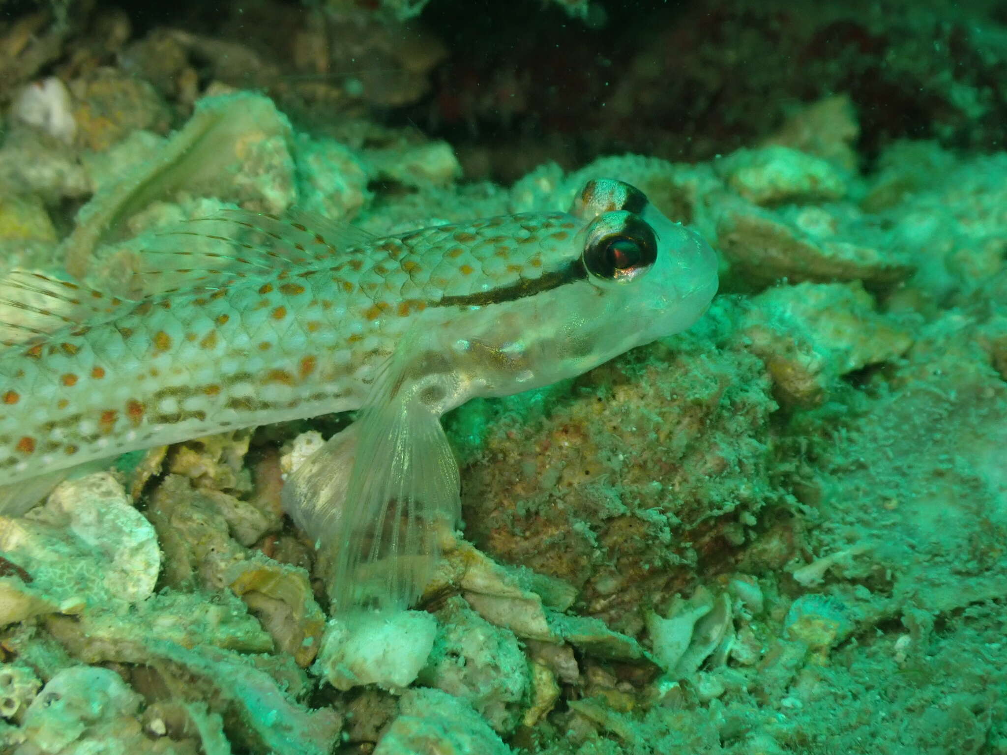 Sivun Istigobius campbelli (Jordan & Snyder 1901) kuva