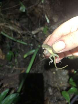 Image of Lesser Scaly Anole