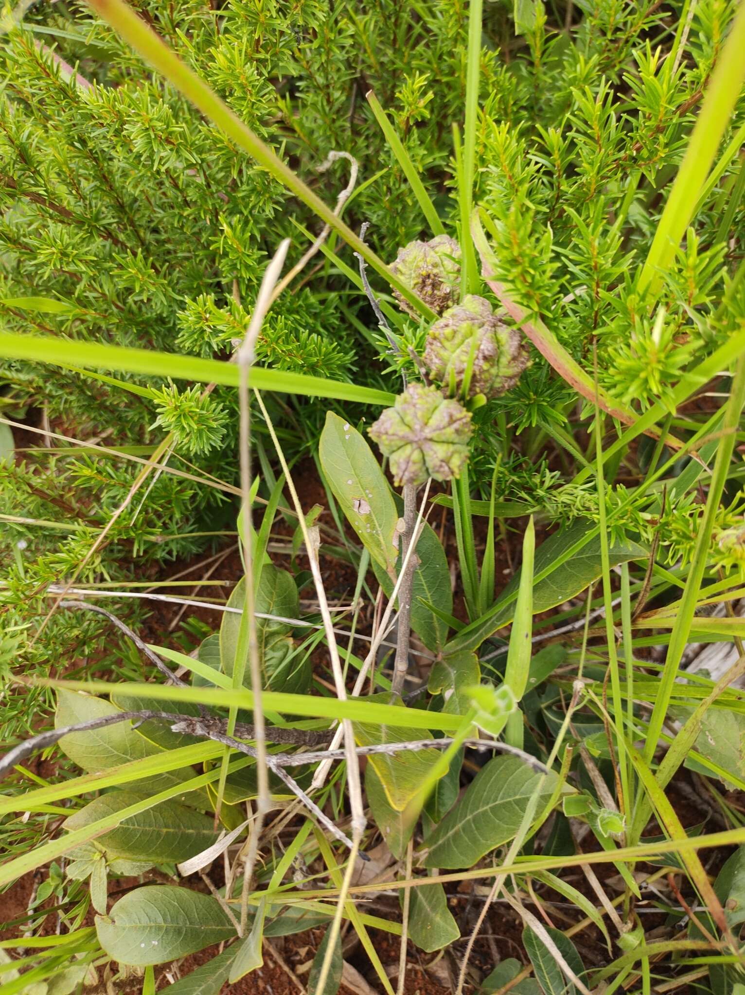 Image of Esenbeckia pumila Pohl