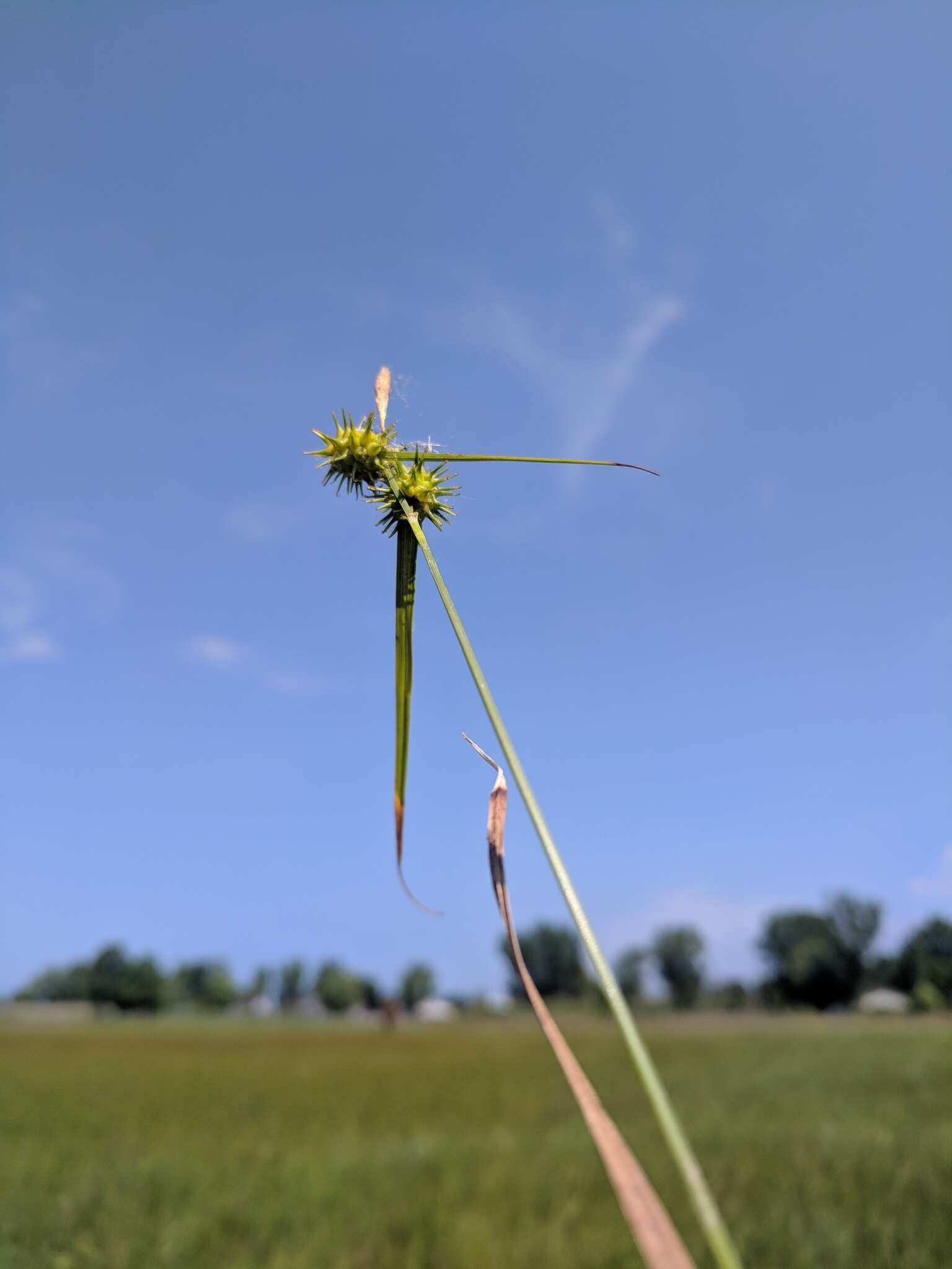 Image of greenstar sedge