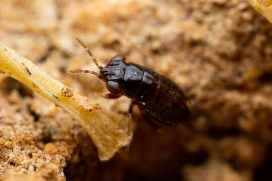 Image of <i>Geocoris uliginosus</i>