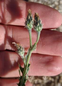 Image of Desert knapweed