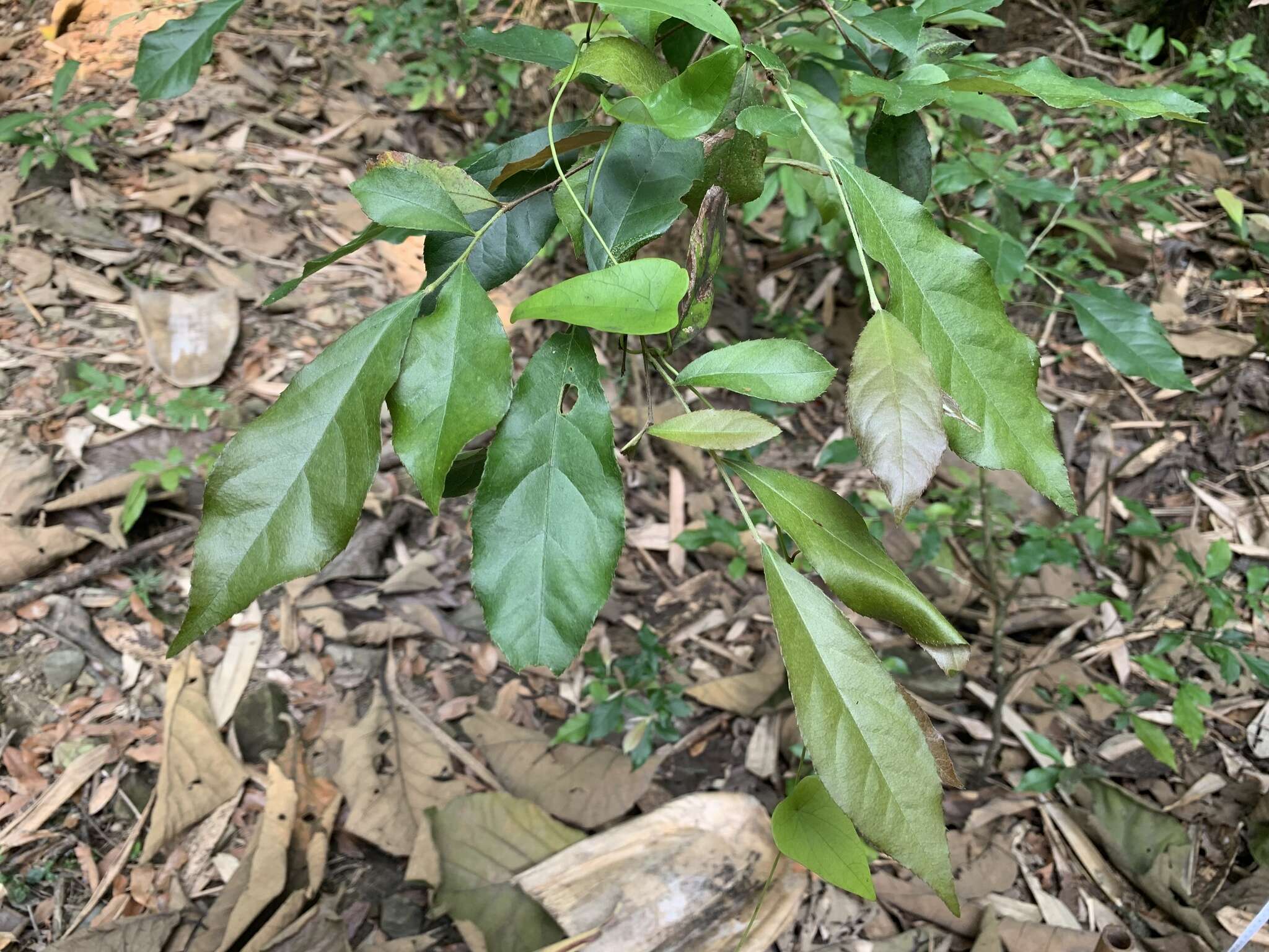 Image of Photinia arguta Wall. ex Lindl.