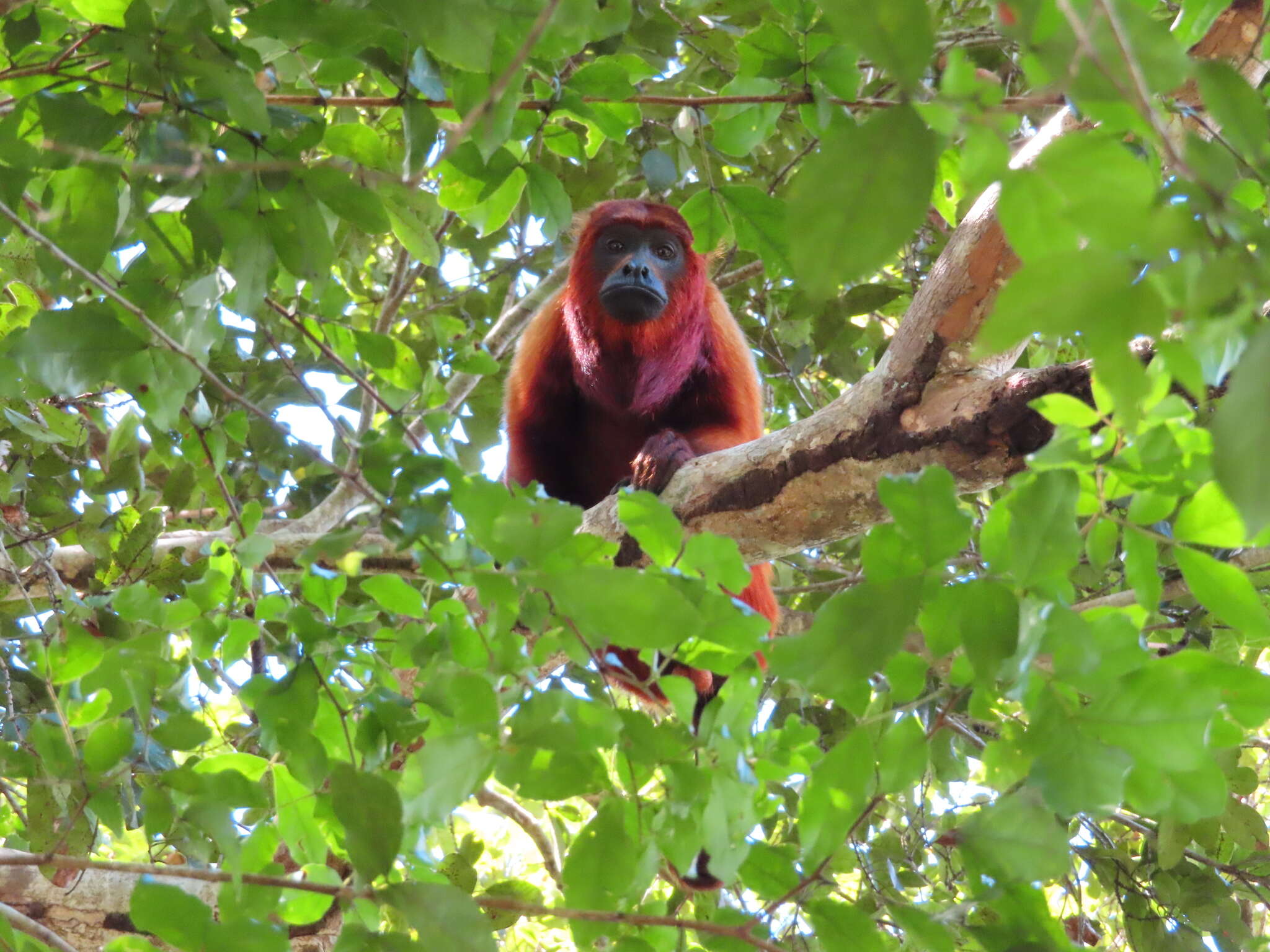 Imagem de Alouatta macconnelli Elliot 1910