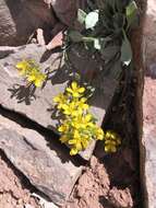 Image of Avery Peak twinpod