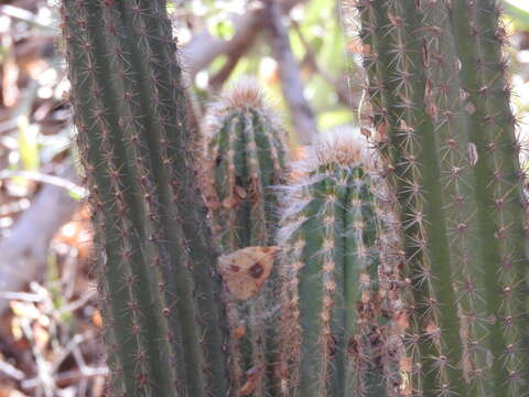 Image of Pilosocereus alensis (F. A. C. Weber ex Rol.-Goss.) Byles & G. D. Rowley