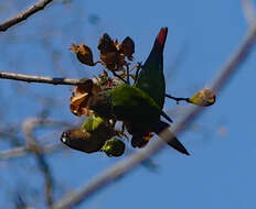 Image of Pyrrhura amazonum snethlageae Joseph, Bates & JM 2002