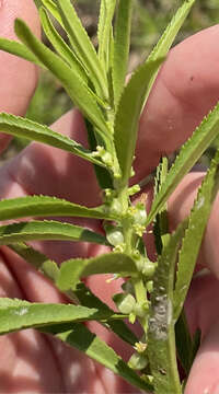 Image of marsh mermaidweed