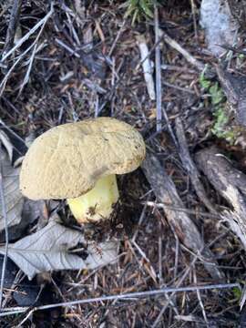 Image of Boletus rawlingsii McNabb 1968