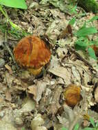 Image of Rugiboletus