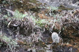 Image de Mammillaria spinosissima subsp. spinosissima