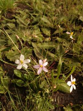 Chironia palustris Burch. resmi