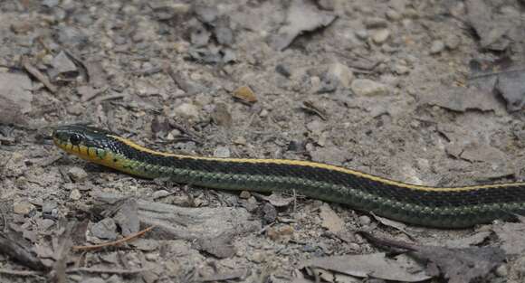 Thamnophis atratus atratus (Kennicott ex Cooper 1860) resmi