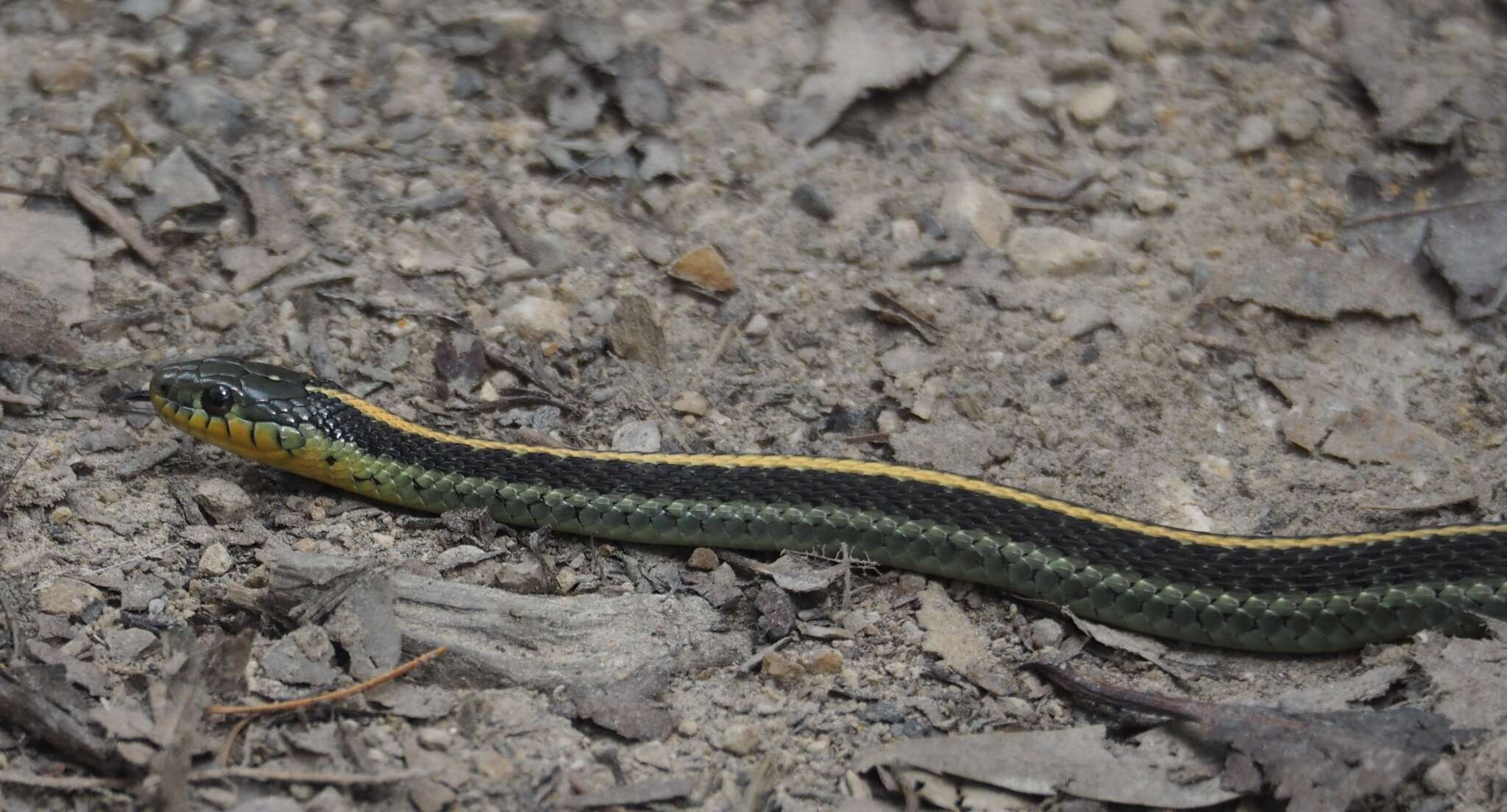 Image of Thamnophis atratus atratus (Kennicott ex Cooper 1860)