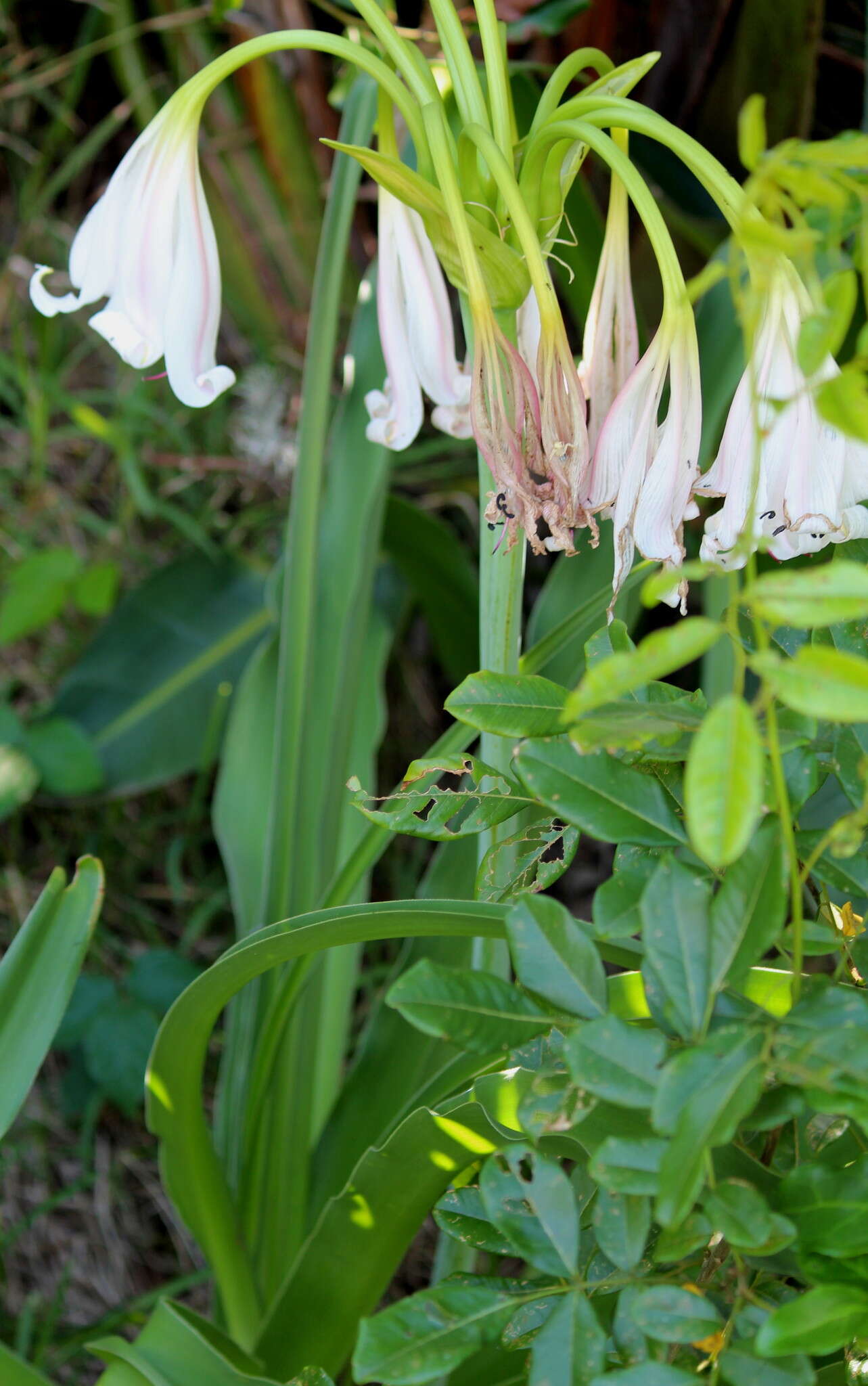 Imagem de Crinum macowanii Baker