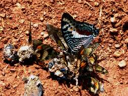 Imagem de Charaxes castor