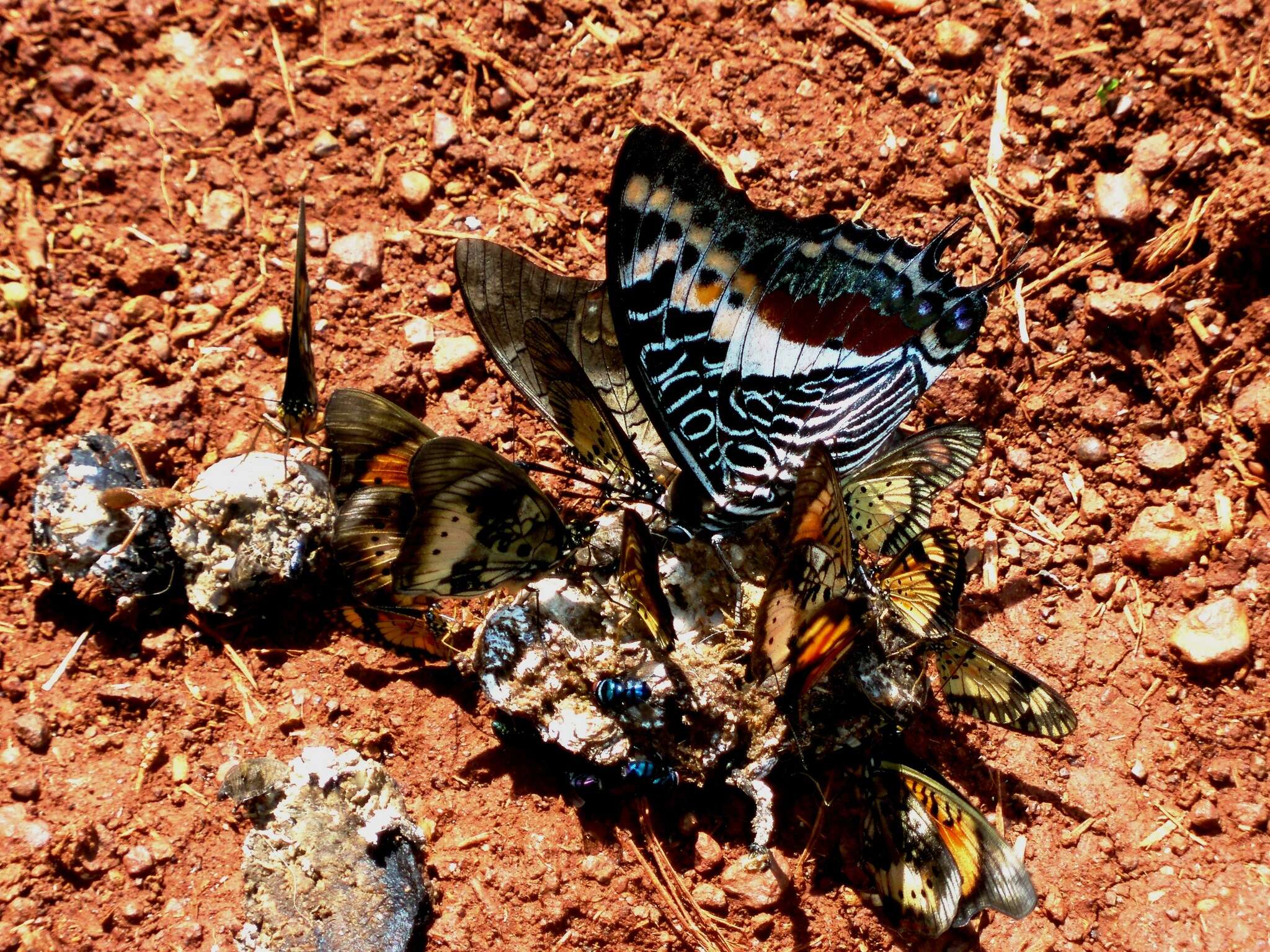 Imagem de Charaxes castor