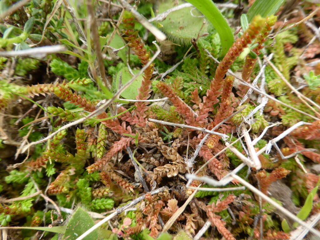 Imagem de Selaginella denticulata (L.) Spring