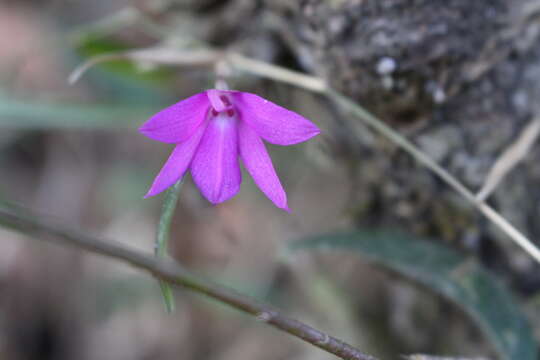 صورة Isabelia violacea (Lindl.) C. Van den Berg & M. W. Chase