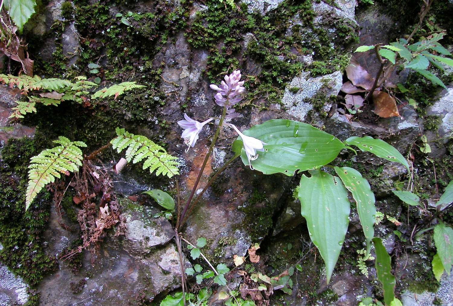 Imagem de Hosta longipes var. longipes