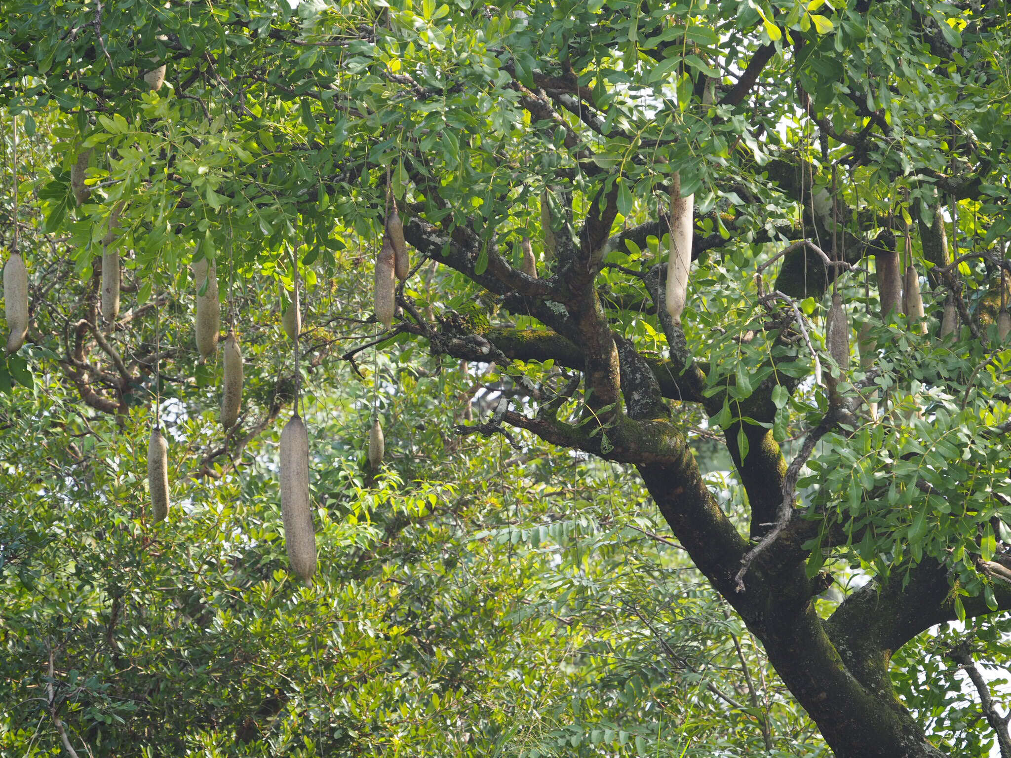 Image of sausage tree