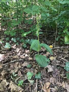 Image of Young's helleborine