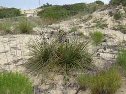 Image of plains yucca