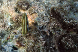 Image de Mimic blenny