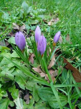 Crocus atticus (Boiss. & Orph.) Orph. resmi