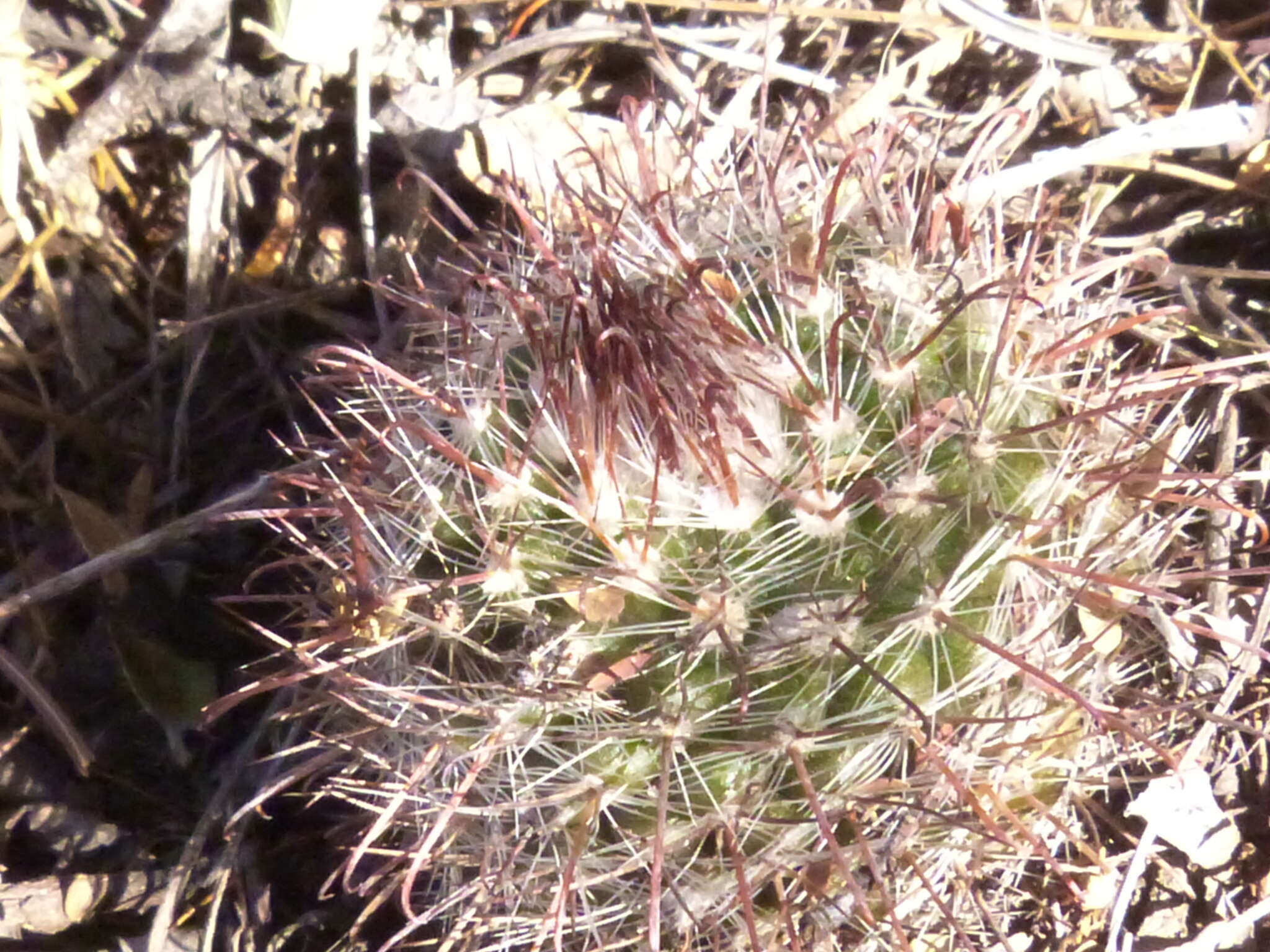 Parodia microsperma subsp. microsperma resmi