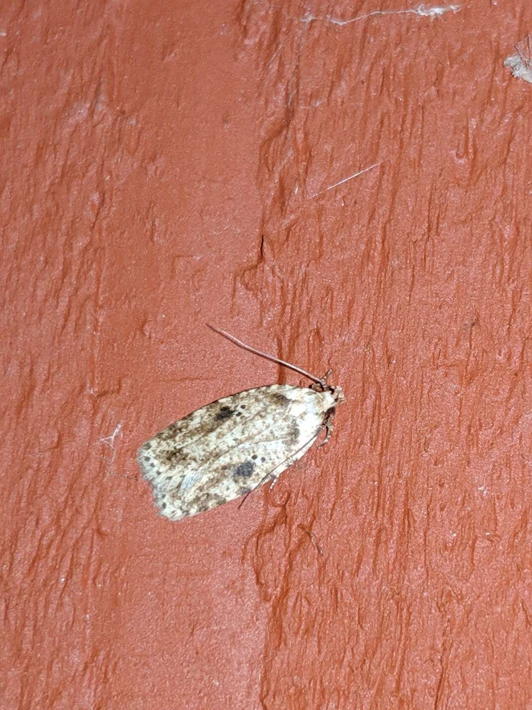 Image of Agonopterix canadensis Busck 1902