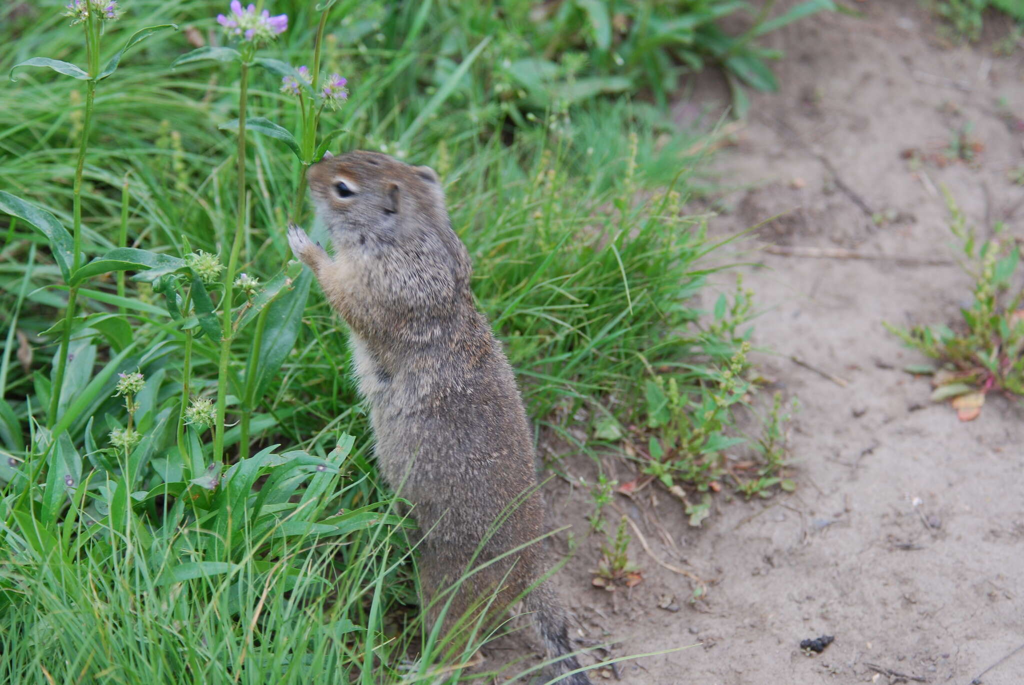 Image of Uinta ground squirrel