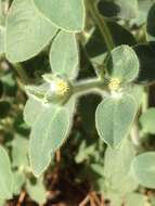 Image of Euphorbia petiolata Banks & Sol.