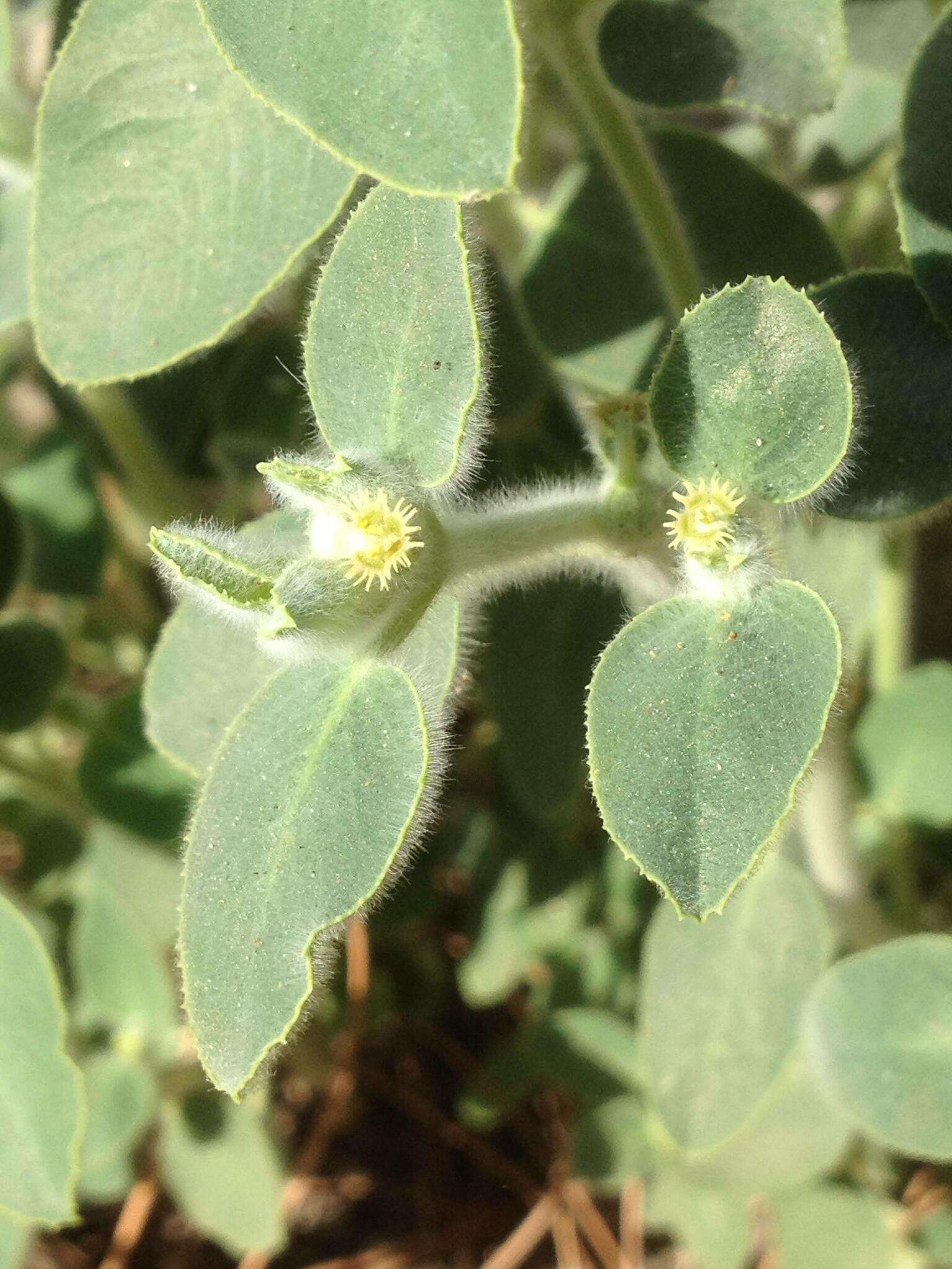 Image of Euphorbia petiolata Banks & Sol.