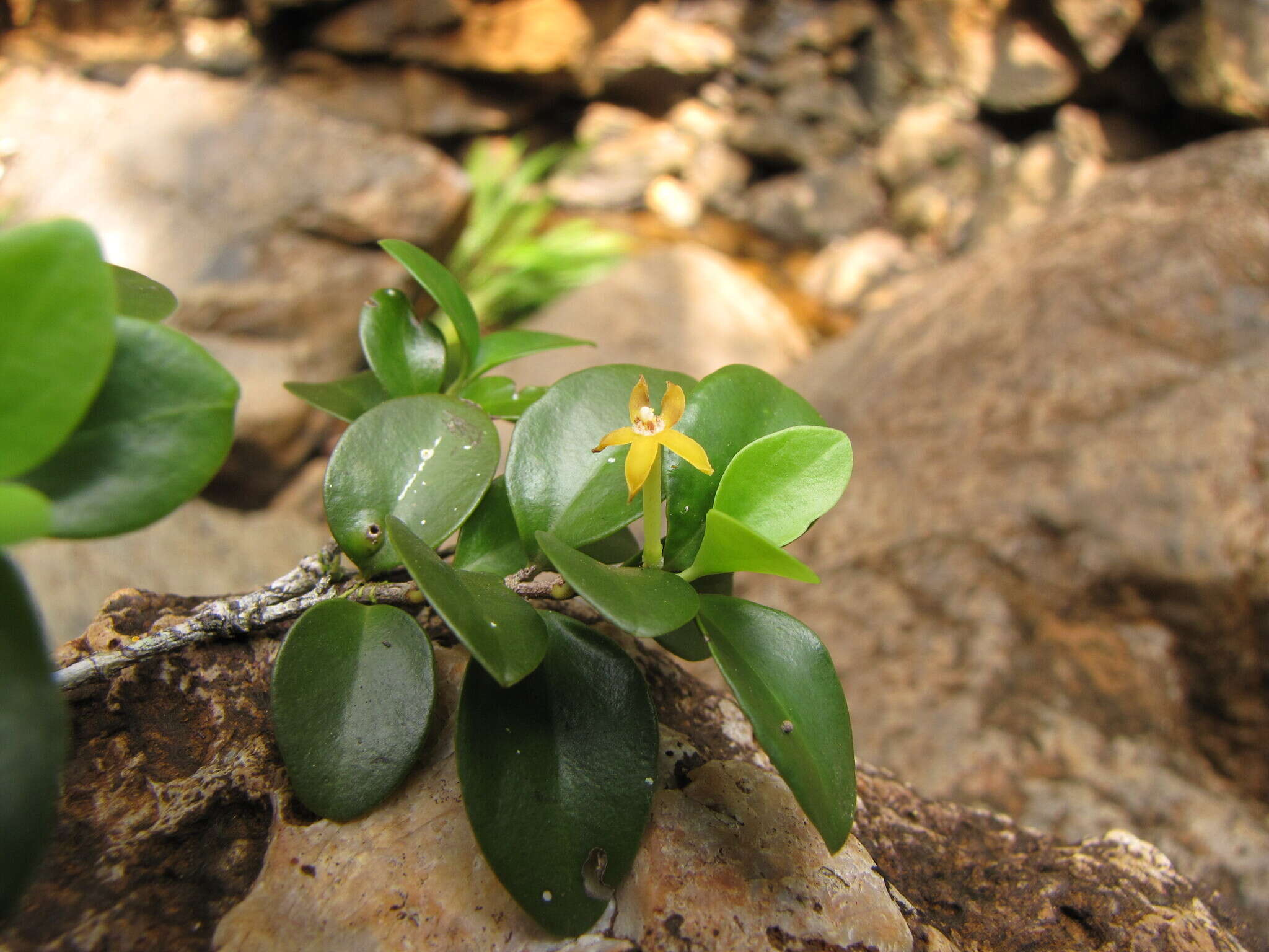 Image de Cyclophyllum jasminifolium Guillaumin & McKee