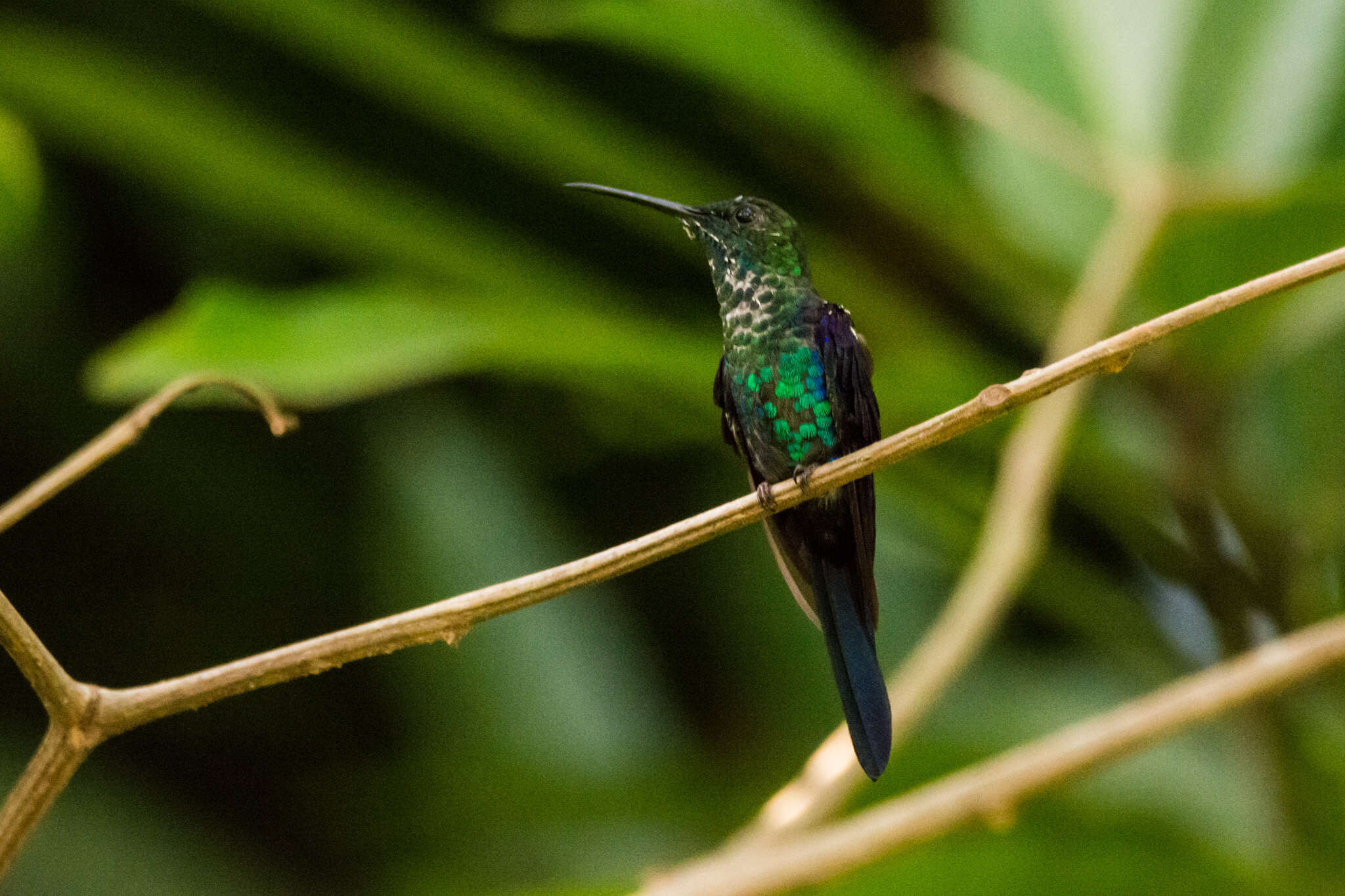 Image of Long-tailed Woodnymph