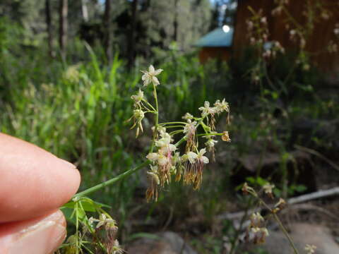 Image of Fendler's meadow-rue