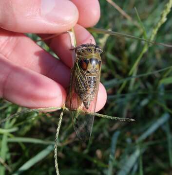 Image of Plains Dog-day Cicada