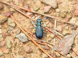 Image of Cicindela (Cicindelidia) rufiventris cumatilis Le Conte 1851