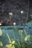 Imagem de Tridax procumbens L.